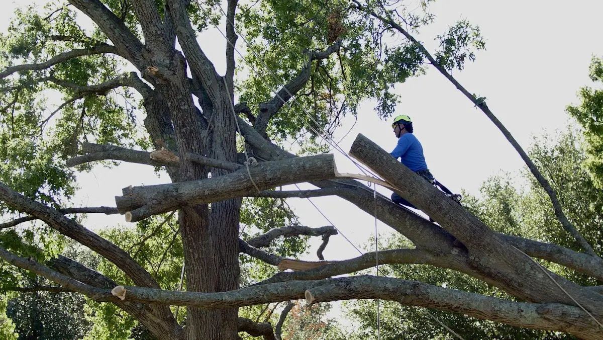 Professional Crown Thinning performed by certified arborists in Reeder
