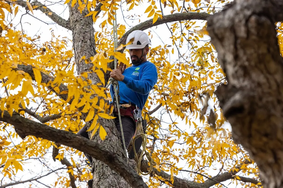 Skilled Emergency Tree Service crew working in Reeder